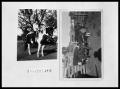 Photograph: Girl on Horse; Cattle at Martin Place