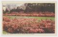 Postcard: [Postcard of River Oaks Garden Club #2]