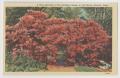 Postcard: [Postcard of Red Azalea in Full Bloom #1]