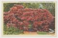 Postcard: [Postcard of Red Azalea in Full Bloom #2]