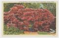 Postcard: [Postcard of Red Azalea in Full Bloom #3]