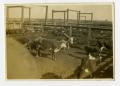 Photograph: [Cattle in Stockyard Pen]