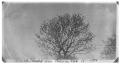 Photograph: Blackbirds on pecan tree