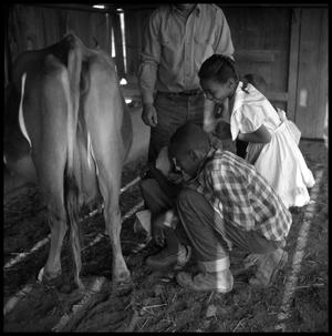 [Children Looking at a Cow]