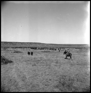 [Herd of Cattle and a Cowboy]
