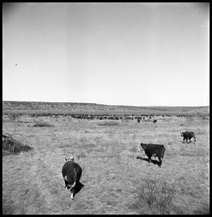 [Herd of Cattle]