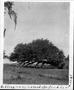 Photograph: [Large tree that has been uprooted and is laying on its side]