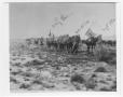Photograph: [82nd Field Artillery Hiking to Marfa]