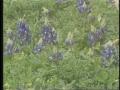 Video: [News Clip: Flower mound]