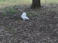 Photograph: [Albino squirrel on campus]