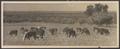 Primary view of [Panoramic of cows grazing in a pasture]