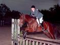 Thumbnail image of item number 1 in: '[Horse jumping over an obstacle, 2]'.
