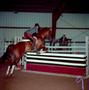 Thumbnail image of item number 1 in: '[A dark brown horse with white socks jumping over an obstacle]'.