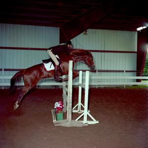 Primary view of object titled '[A chocolate brown horse jumping over an obstacle]'.