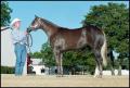 Photograph: [Reata Ranch - Horse and Man]