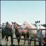 Photograph: [Horses at Manion Ranch]