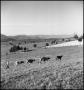 Photograph: [Taking the Cows Home]