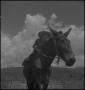 Photograph: [Raymond Clark riding a mule, 2]