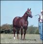 Primary view of [Chestnut colt]