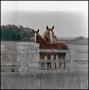 Photograph: [3 horses next to fence]