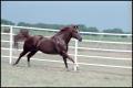 Photograph: [Horse running]