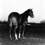 Photograph: [Backside of Horse]