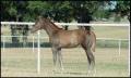 Thumbnail image of item number 1 in: '[Horse at Reata Ranch]'.