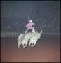 Photograph: [Performer rides on the back of two steers]