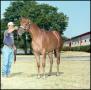Photograph: [Horse and Individual at Reata Ranch]