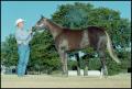 Photograph: [Horse and Man at the Reata Ranch]