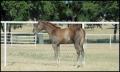 Photograph: [Horse at Reata Ranch]