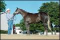 Photograph: [Horse and Man at Reata Ranch]