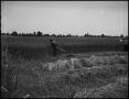 Photograph: [Man carrying a scythe in a field of wheat]