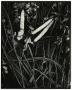 Photograph: [Photograph of reeds and leaves]