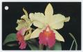 Photograph: ["Burtons Orchids and Flowers" postcards]