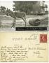 Postcard: [Postcard of a donkey hauling water]