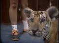 Video: [News Clip: Tiger Cub]