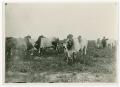 Photograph: [Brahman with Man in Field]