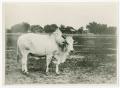 Photograph: [Brahman Bull with Nose Ring and Dark Hump]
