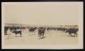Photograph: [Herd of Cattle During Cattle Drive, 1918]