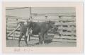 Postcard: [Durham Cow in Corral]