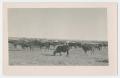 Postcard: [Cattle Grazing with Cowhands]