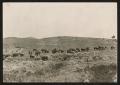 Photograph: [Cattle and Calves in Pasture]