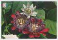 Postcard: Postcard: Flowers of Paraguay