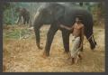 Photograph: [Man with Elephant]