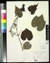 Specimen: [Herbarium Sheet: Vitis cordifolia Lam. #243]