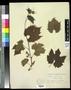 Specimen: [Herbarium Sheet: Vitis solonis #257]