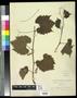 Specimen: [Herbarium Sheet: Vitis solonis, #262]