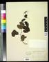 Specimen: [Herbarium Sheet: Vitis rotundifolia #266]
