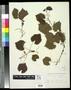 Specimen: [Herbarium Sheet: Vitis rotundifolia #268]
